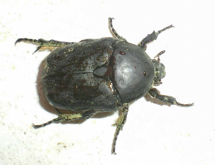 Protaetia (Netocia) morio